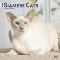 image Siamese Cats 2026 Wall Calendar Main Product Image