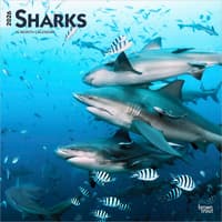 image Sharks 2026 Wall Calendar Main Product Image