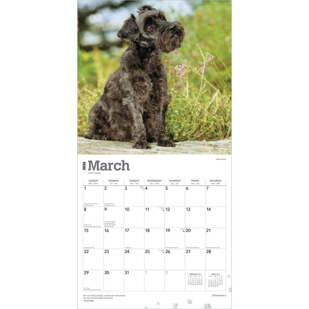 Schnauzers 2026 Wall Calendar Second Alternate Image