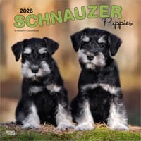 image Schnauzer Puppies 2026 Wall Calendar Main Product Image