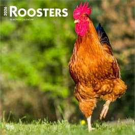 image Roosters 2026 Wall Calendar Main Product Image