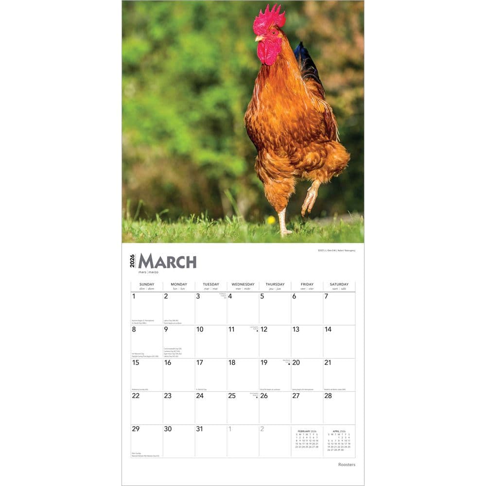 Roosters 2026 Wall Calendar Second Alternate Image
