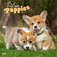 image Puppies 2026 Wall Calendar Main Product Image