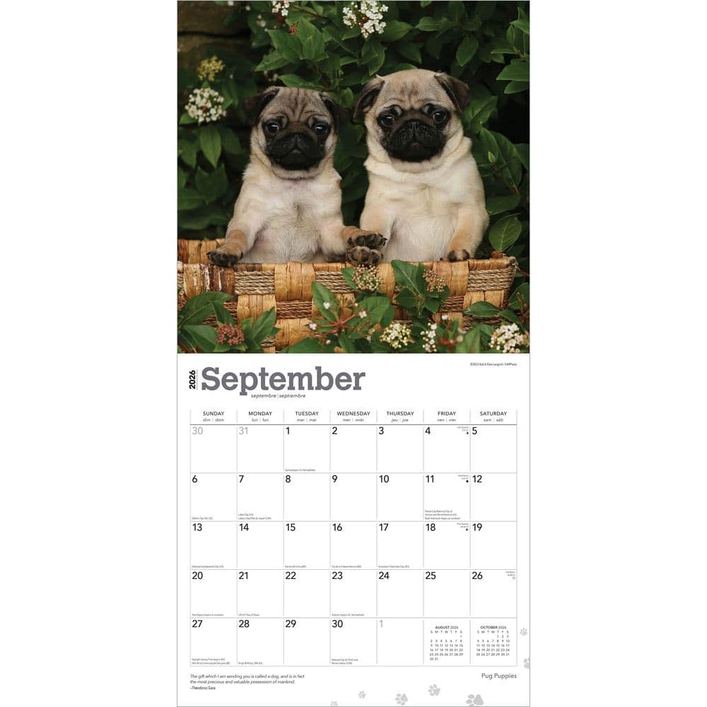 Pug Puppies 2026 Wall Calendar Third Alternate Image