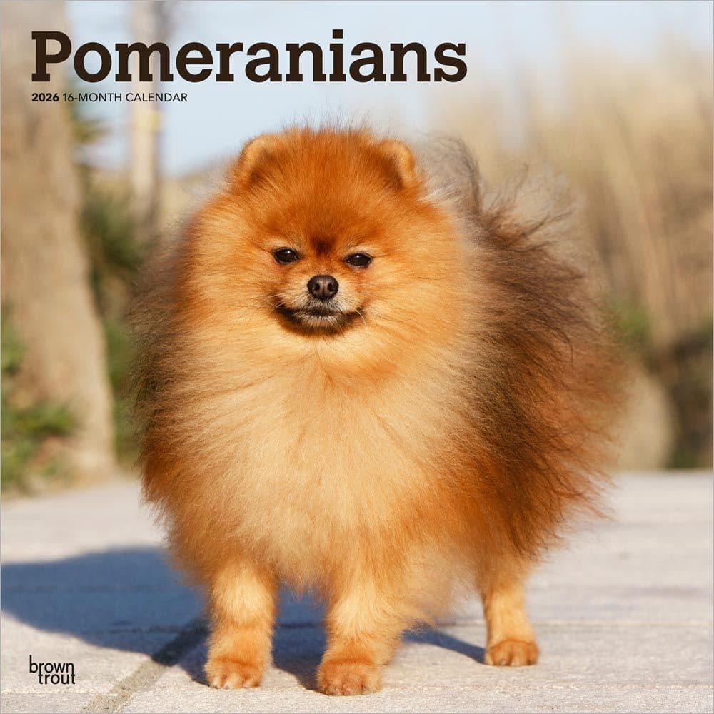 Pomeranians 2026 Wall Calendar Main Product Image