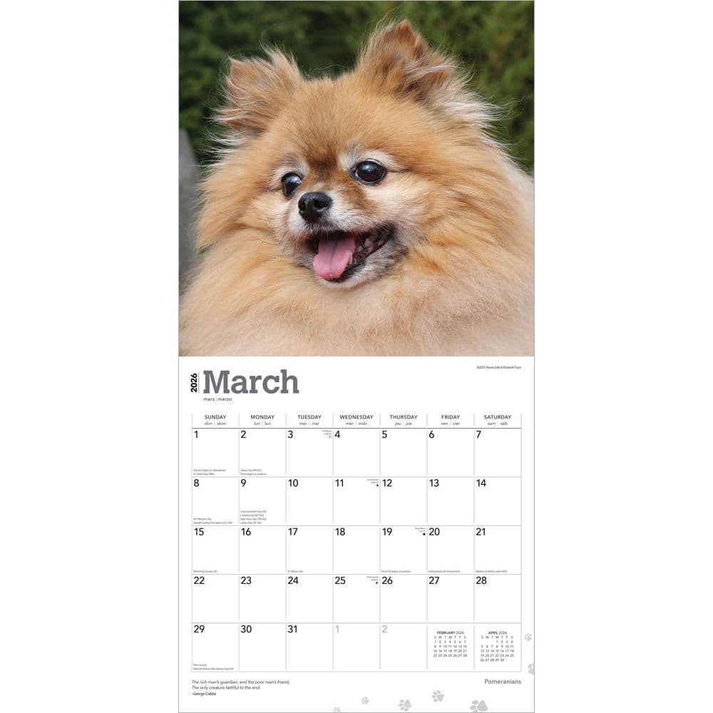 Pomeranians 2026 Wall Calendar Second Alternate Image