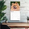 image Pomeranians 2026 Wall Calendar Fourth Alternate Image