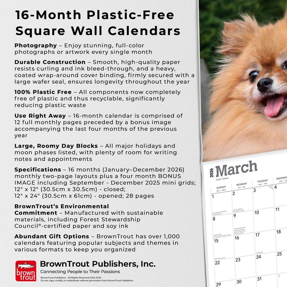 Pomeranians 2026 Wall Calendar Fifth Alternate Image