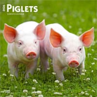 image Piglets 2026 Wall Calendar Main Product Image