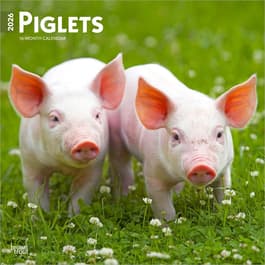 image Piglets 2026 Wall Calendar Main Product Image