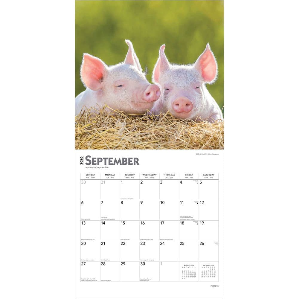 Piglets 2026 Wall Calendar Third Alternate Image