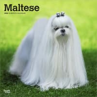 image Maltese 2026 Wall Calendar Main Product Image