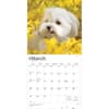 image Maltese 2026 Wall Calendar Second Alternate Image