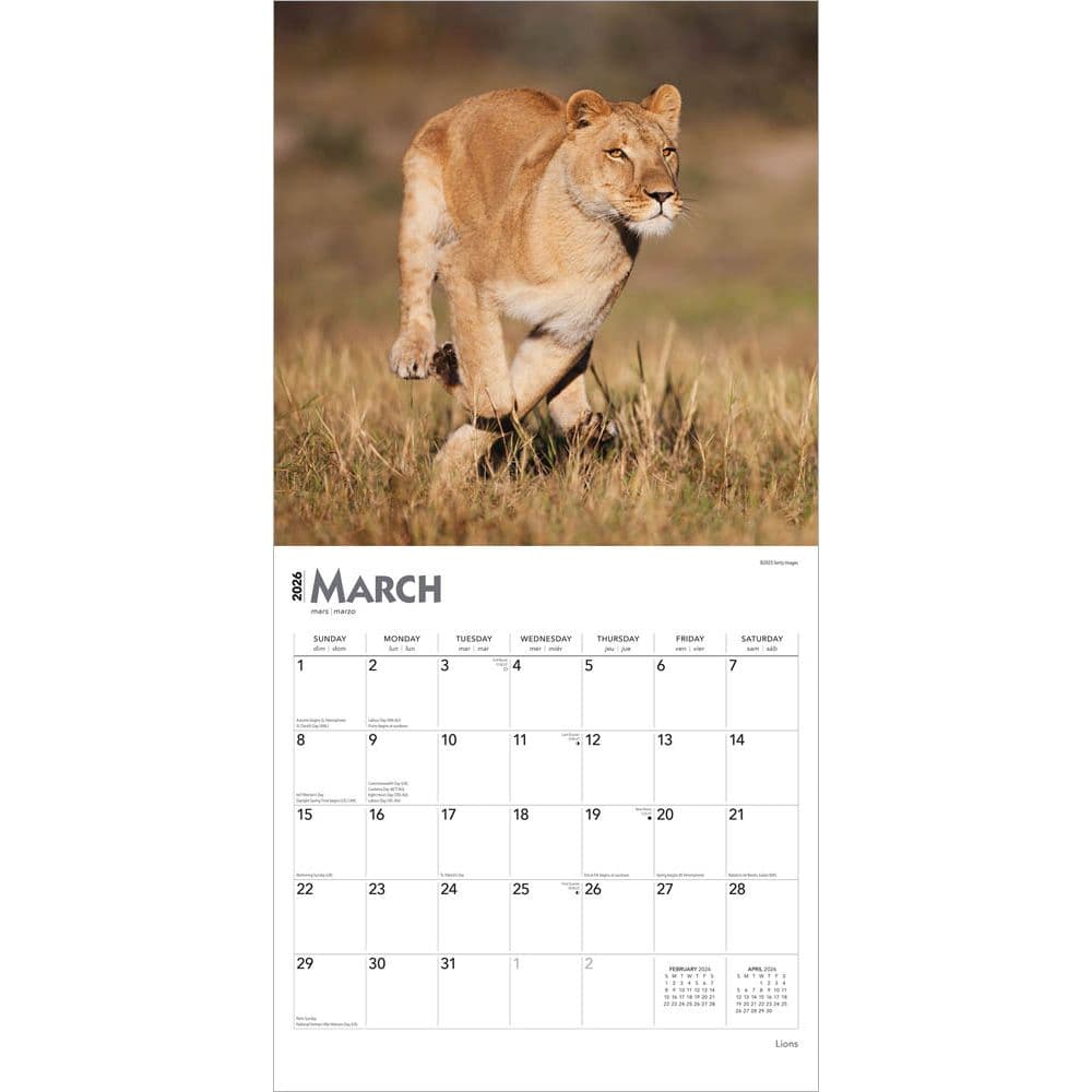 Lions 2026 Wall Calendar Second Alternate Image