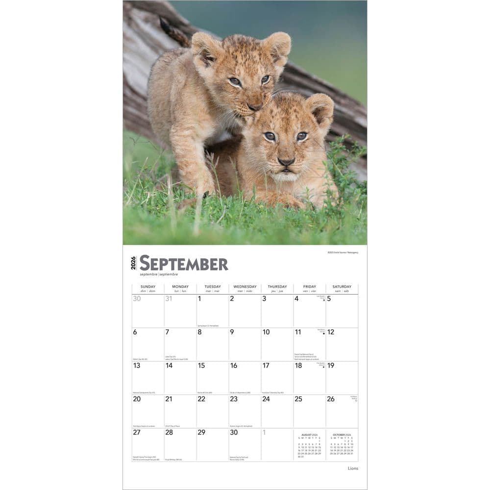 Lions 2026 Wall Calendar Third Alternate Image