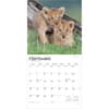 image Lions 2026 Wall Calendar Third Alternate Image
