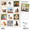image Kittens And Puppies Plato 2026 Wall Calendar First Alternate Image