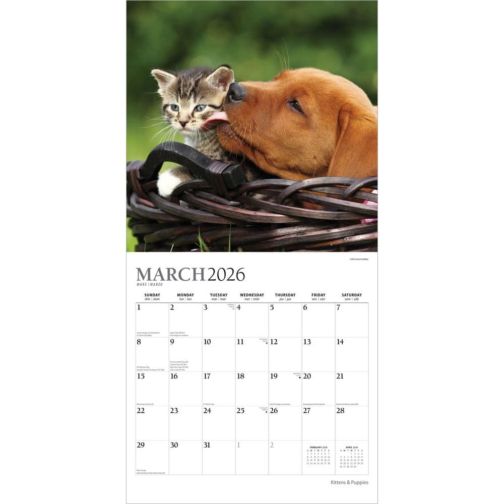 Kittens And Puppies Plato 2026 Wall Calendar Second Alternate Image