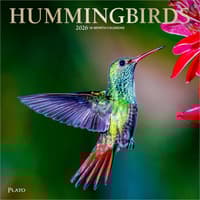 image Hummingbirds Plato 2026 Wall Calendar Main Product Image