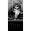 image Cat Regal Portrait Series 2026 Wall Calendar Second Alternate Image