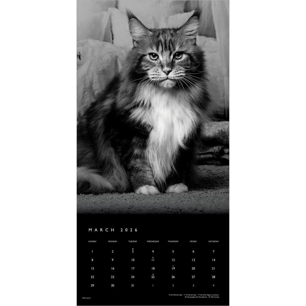Cat Regal Portrait Series 2026 Wall Calendar Second Alternate Image