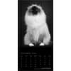 image Cat Regal Portrait Series 2026 Wall Calendar Third Alternate Image