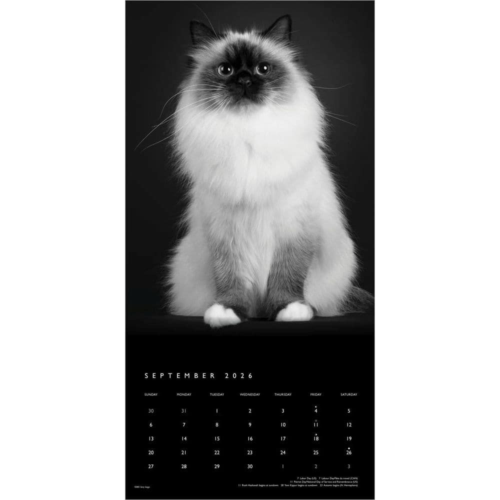 Cat Regal Portrait Series 2026 Wall Calendar Third Alternate Image