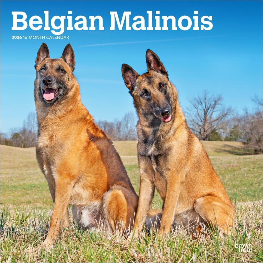 Belgian Malinois 2026 Wall Calendar Main Product Image