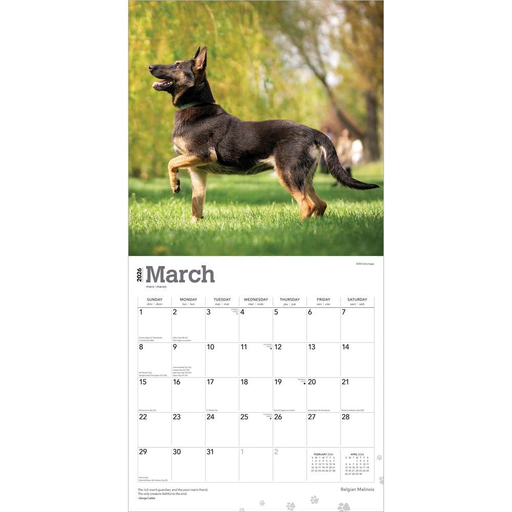 Belgian Malinois 2026 Wall Calendar Second Alternate Image