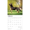 image Belgian Malinois 2026 Wall Calendar Second Alternate Image