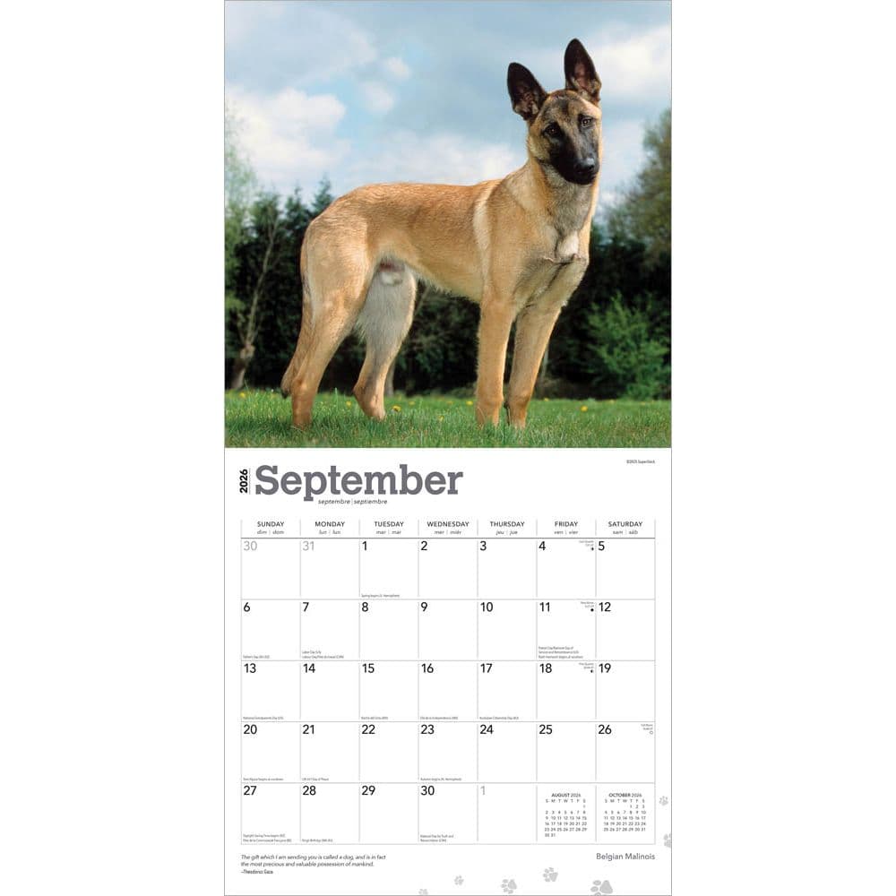 Belgian Malinois 2026 Wall Calendar Third Alternate Image