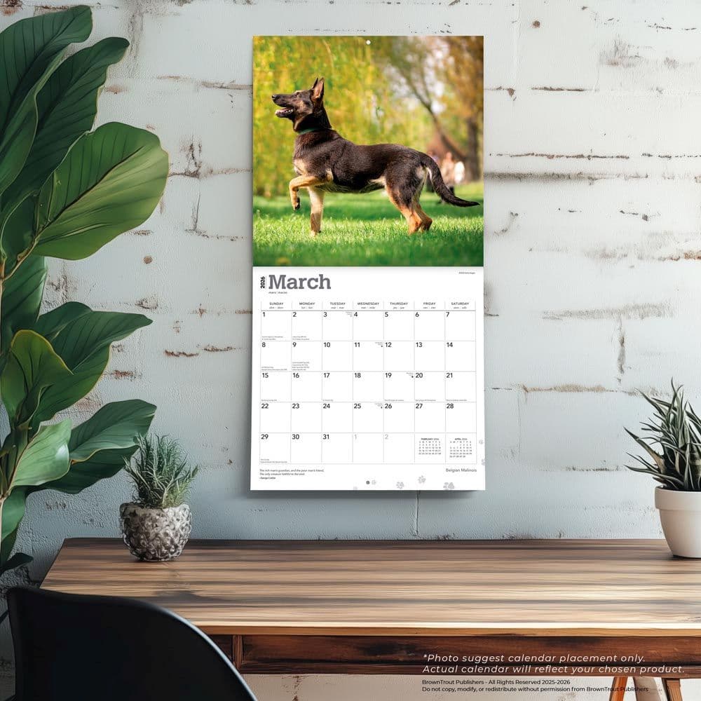 Belgian Malinois 2026 Wall Calendar Fourth Alternate Image