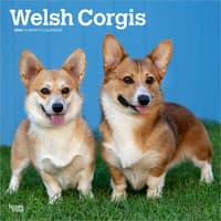 image Welsh Corgis 2026 Wall Calendar Main Product Image