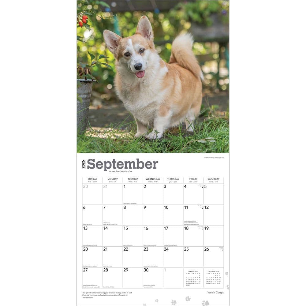 Welsh Corgis 2026 Wall Calendar Third Alternate Image