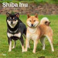 image Shiba Inu 2026 Wall Calendar Main Product Image