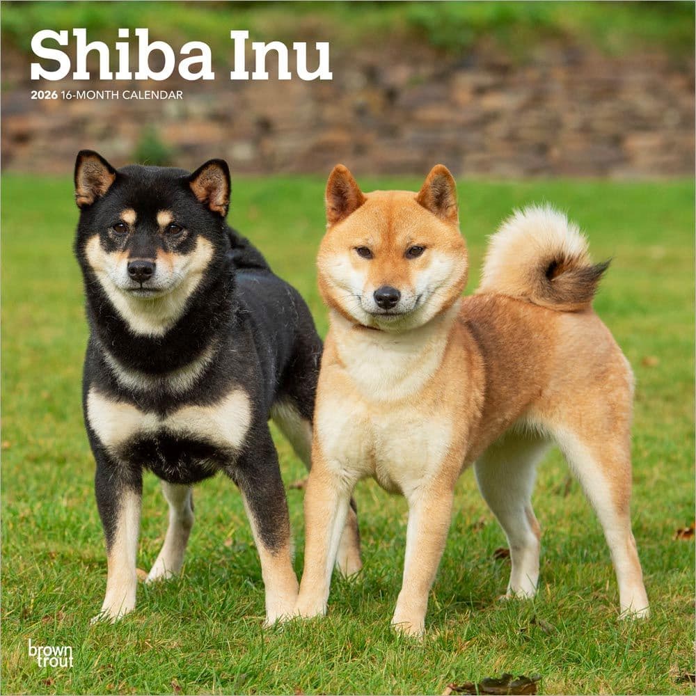 Shiba Inu 2026 Wall Calendar Main Product Image
