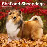 image Shetland Sheepdogs 2026 Wall Calendar Main Product Image