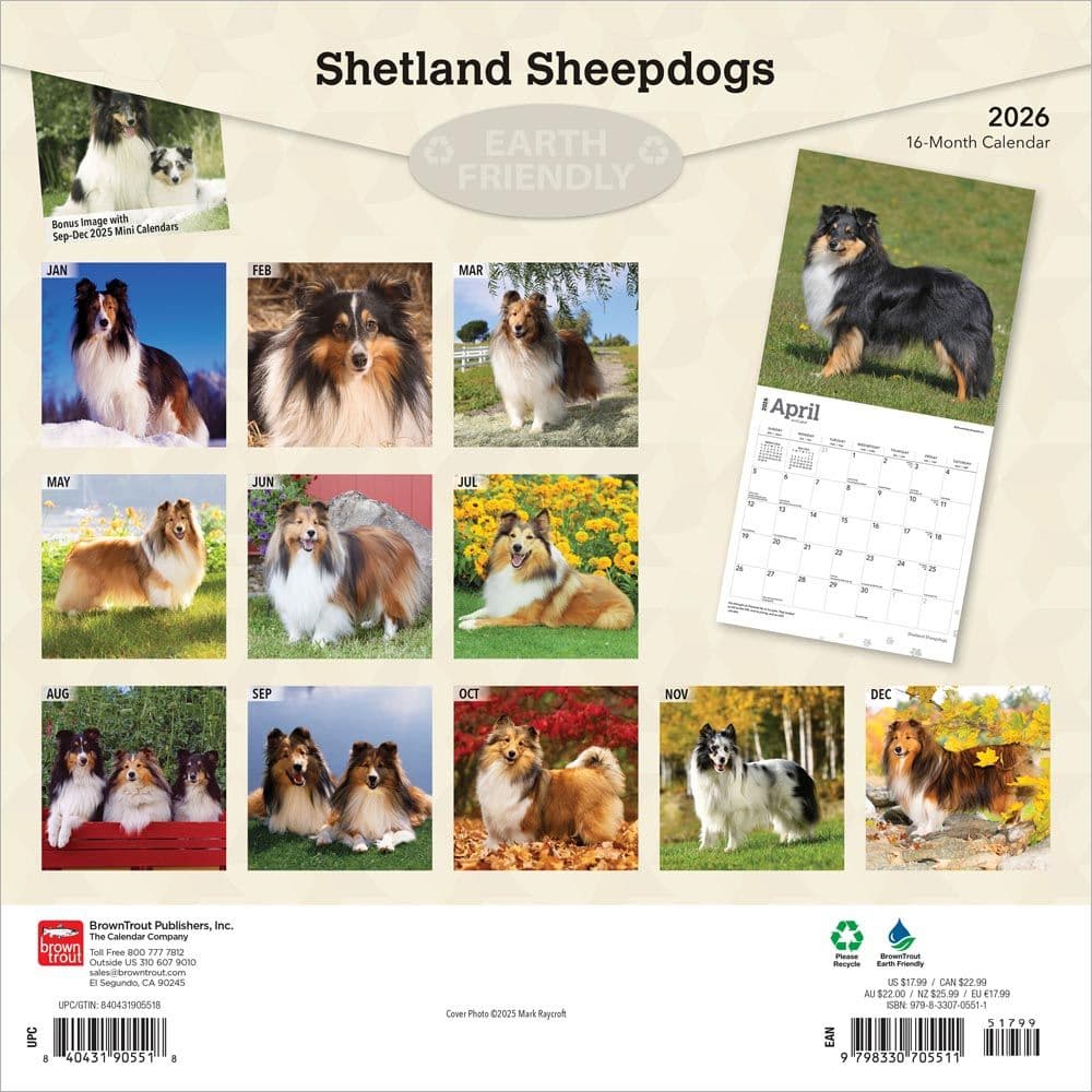 Shetland Sheepdogs 2026 Wall Calendar First Alternate Image