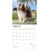 image Shetland Sheepdogs 2026 Wall Calendar Second Alternate Image