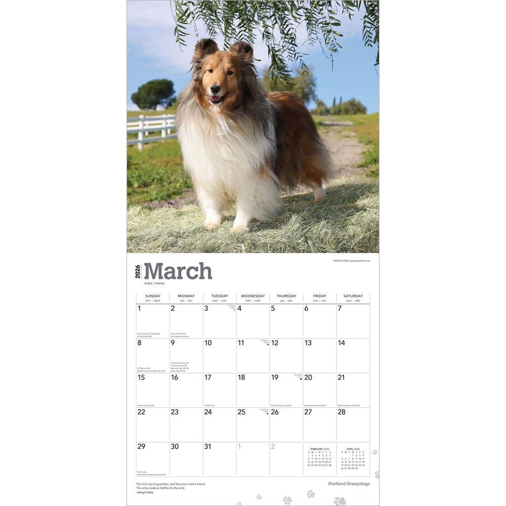Shetland Sheepdogs 2026 Wall Calendar Second Alternate Image