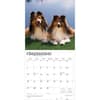 image Shetland Sheepdogs 2026 Wall Calendar Third Alternate Image
