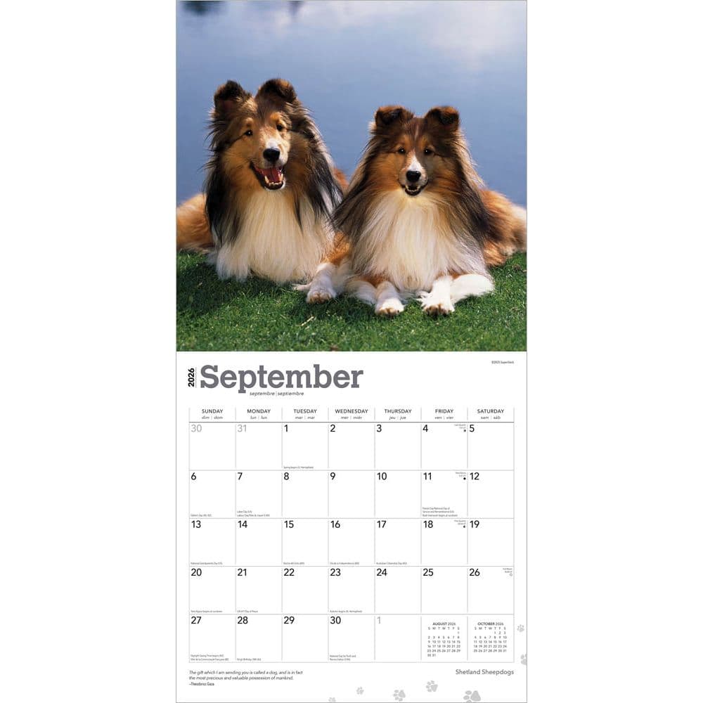 Shetland Sheepdogs 2026 Wall Calendar Third Alternate Image