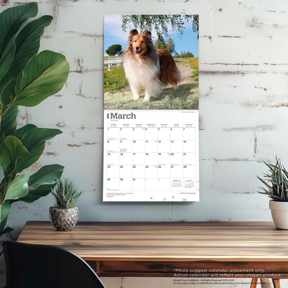 Shetland Sheepdogs 2026 Wall Calendar Fourth Alternate Image