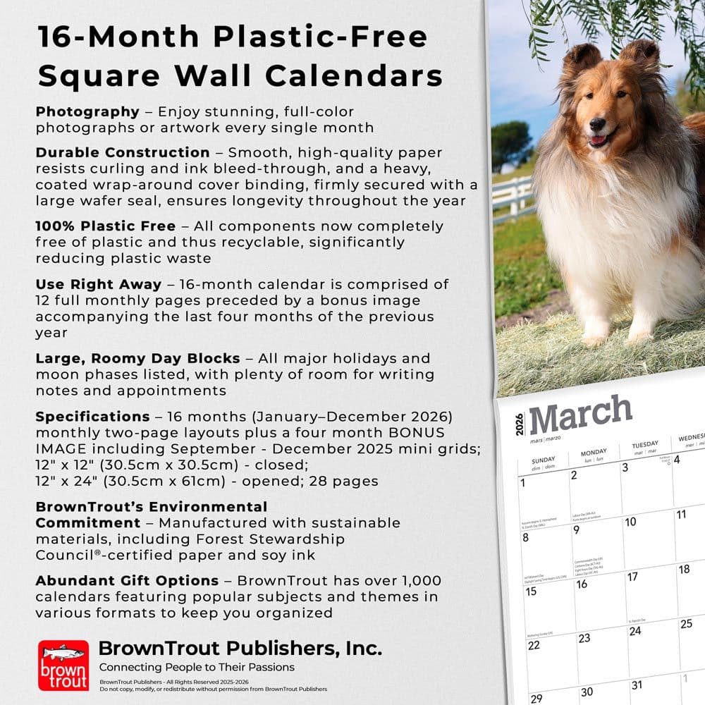 Shetland Sheepdogs 2026 Wall Calendar Fifth Alternate Image