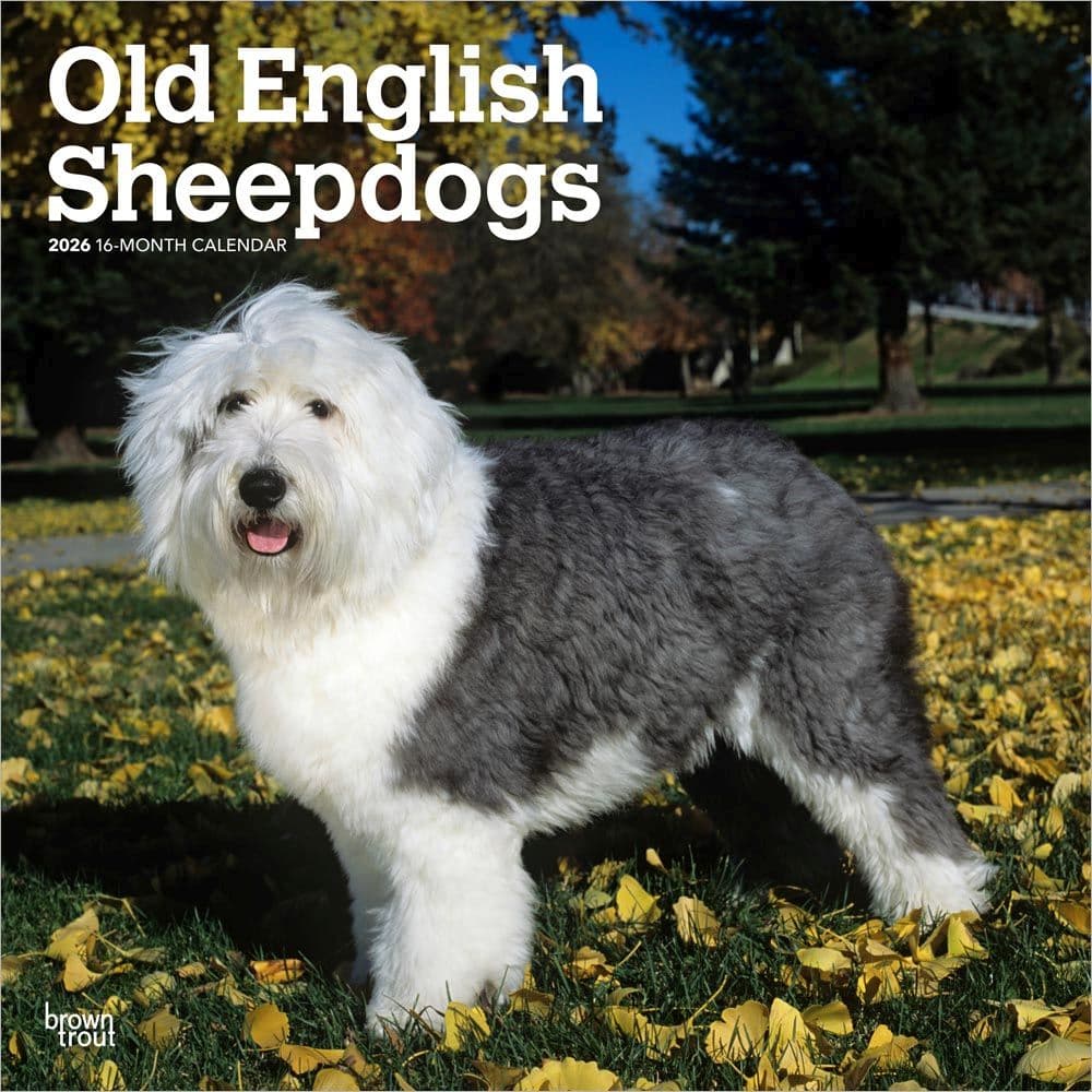 Old English Sheepdogs 2026 Wall Calendar Main Product Image