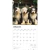 image Old English Sheepdogs 2026 Wall Calendar Second Alternate Image
