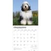 image Old English Sheepdogs 2026 Wall Calendar Third Alternate Image