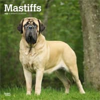 image Mastiffs 2026 Wall Calendar Main Product Image