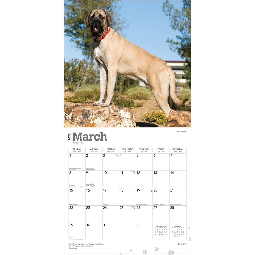 Mastiffs 2026 Wall Calendar Second Alternate Image