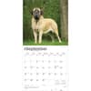 image Mastiffs 2026 Wall Calendar Third Alternate Image